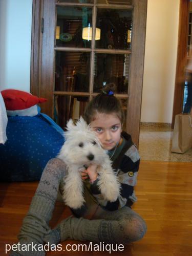 sushi Dişi West Highland White Terrier