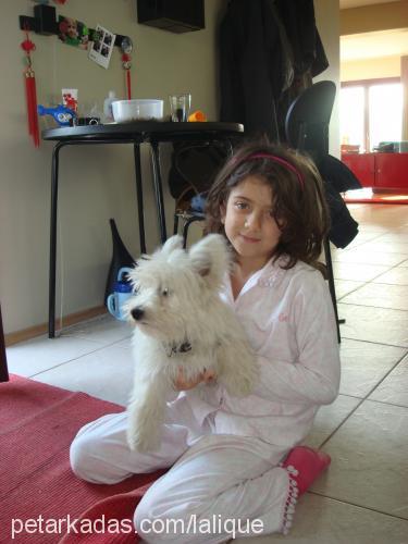 sushi Dişi West Highland White Terrier