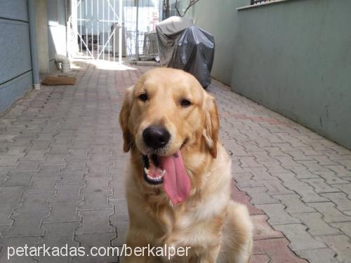 messİ Erkek Golden Retriever