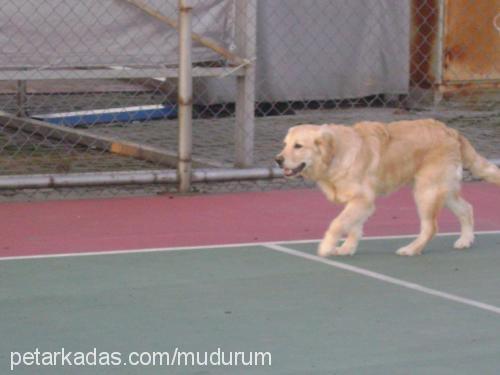 müdür Erkek Golden Retriever