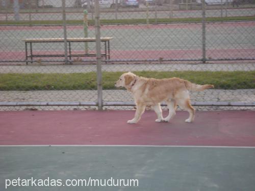 müdür Erkek Golden Retriever