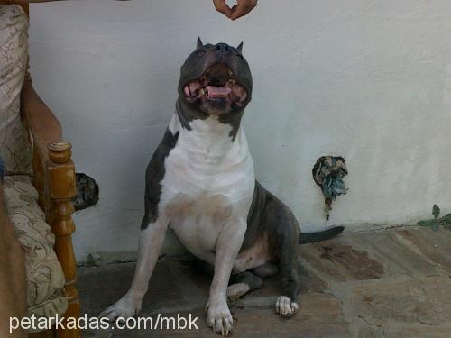 karen Dişi Amerikan Staffordshire Terrier