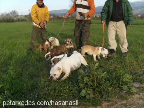 dombili Erkek İngiliz Bulldog