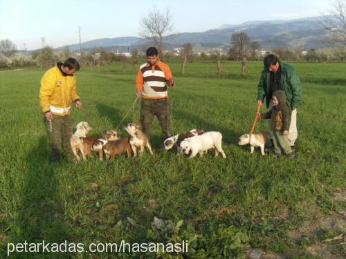 bulldoglarim Dişi İngiliz Bulldog