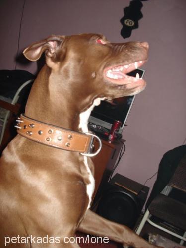 rita Dişi Amerikan Staffordshire Terrier