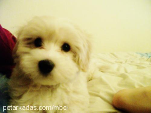 sunny Erkek Bichon Havanese