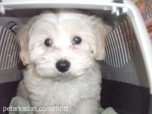 sunny Erkek Bichon Havanese