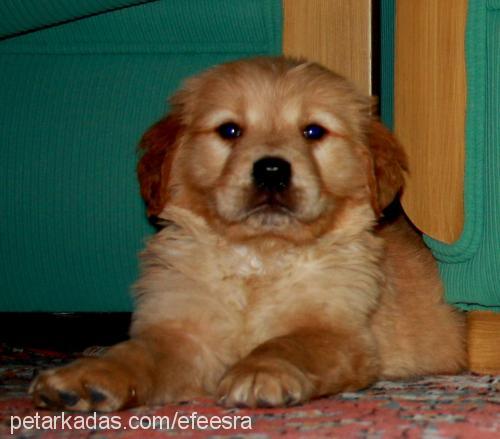 efe Erkek Golden Retriever