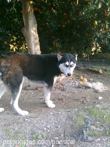 asena Dişi Sibirya Kurdu (Husky)