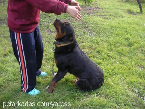 ares Erkek Rottweiler