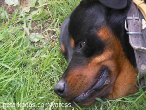 ares Erkek Rottweiler