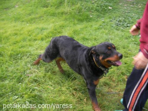 ares Erkek Rottweiler