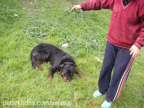 ares Erkek Rottweiler