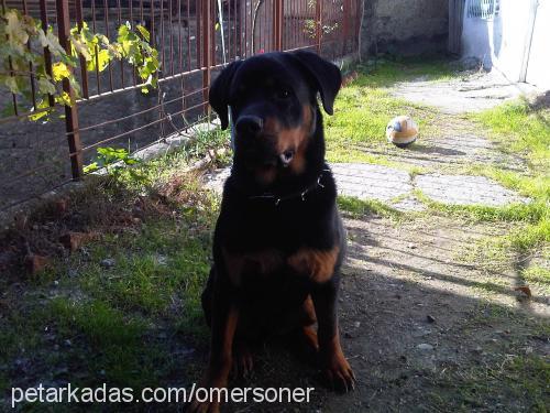 nazlı Dişi Rottweiler