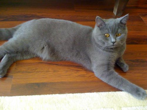 yoda Erkek British Shorthair