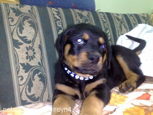 aresimm Erkek Rottweiler