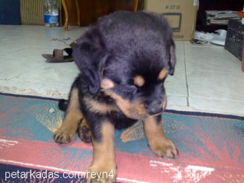 aresimm Erkek Rottweiler