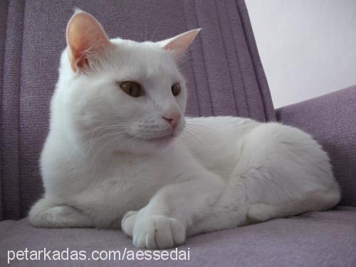 pasha Erkek Ankara Kedisi (Angora)