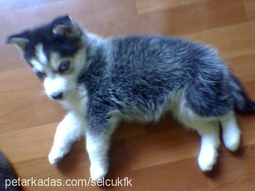 lucy Dişi Sibirya Kurdu (Husky)