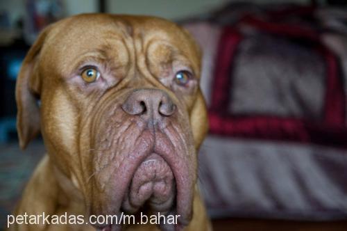 pati Erkek Fransız Mastiff