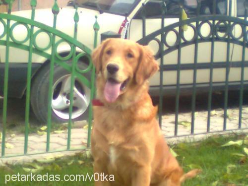 derİn Erkek Golden Retriever