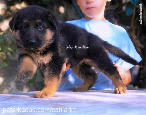 alexmilkapupy Dişi Alman Çoban Köpeği