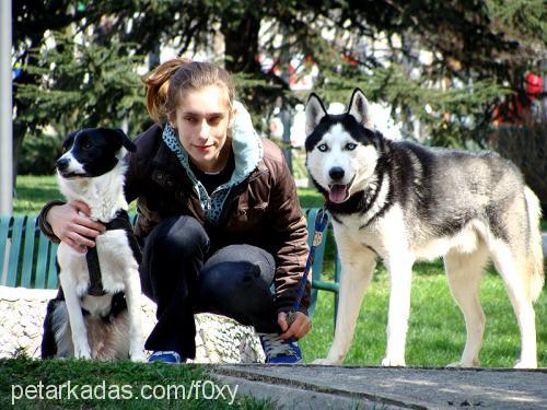 foxy Dişi Border Collie