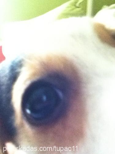 tupac Erkek Jack Russell Terrier