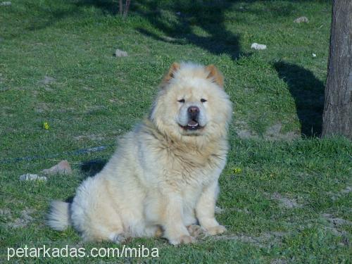 Çovİ Dişi Chow Chow