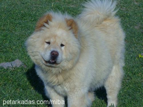 Çovİ Dişi Chow Chow