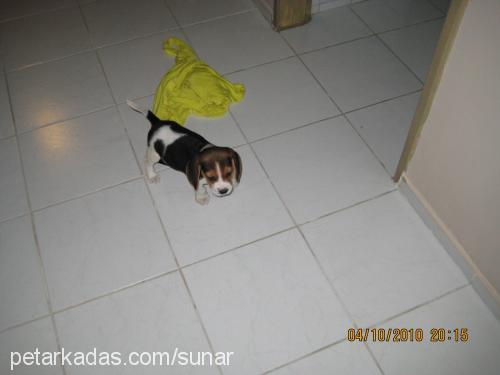 carlos Erkek Beagle