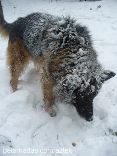 aztek Erkek Alman Çoban Köpeği