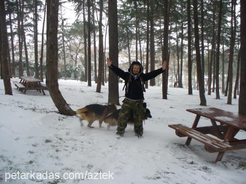 aztek Erkek Alman Çoban Köpeği