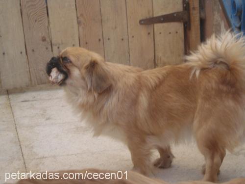 kara Dişi Pekingese