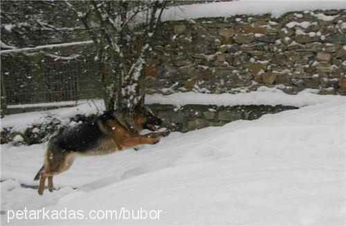 artemis Dişi Alman Çoban Köpeği