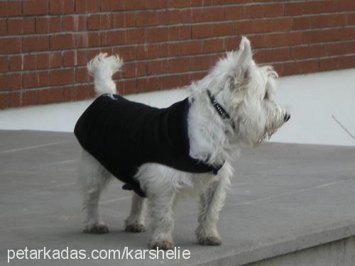 kar Erkek West Highland White Terrier