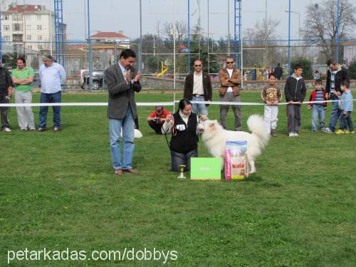 alfa Erkek Samoyed