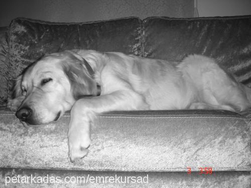 köpük Dişi Golden Retriever