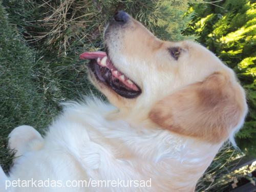 köpük Dişi Golden Retriever