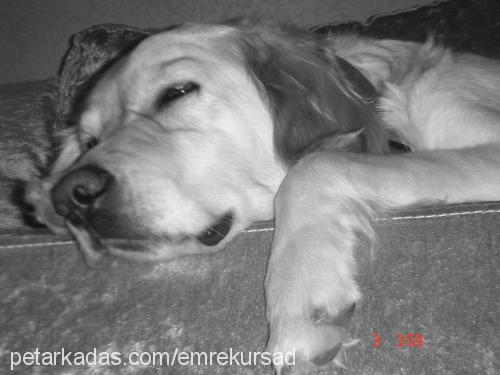 köpük Dişi Golden Retriever