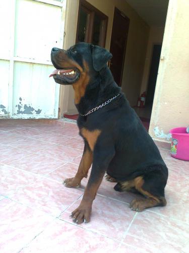 Çako Erkek Rottweiler