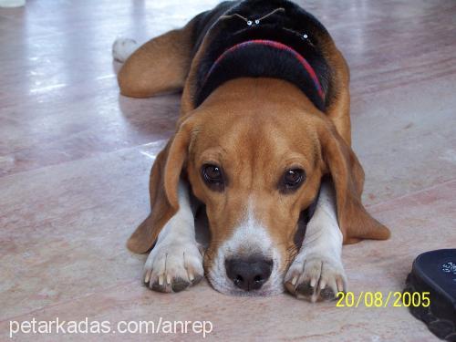 bungee Erkek Beagle