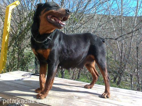 rasha Dişi Rottweiler