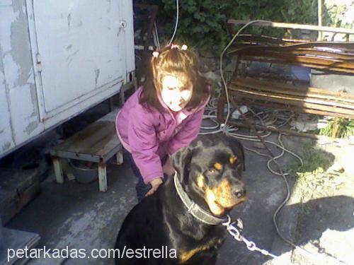 daİsy Dişi Rottweiler