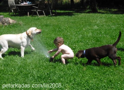 tara Dişi Labrador Retriever