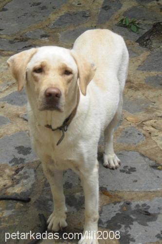 lili Dişi Labrador Retriever