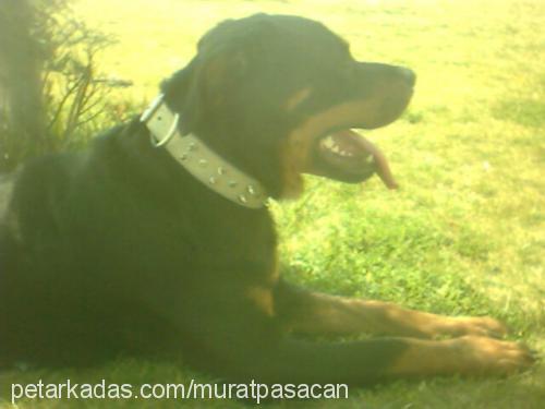 hera Dişi Rottweiler