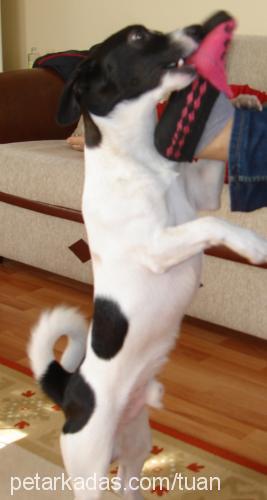 ares Erkek Jack Russell Terrier