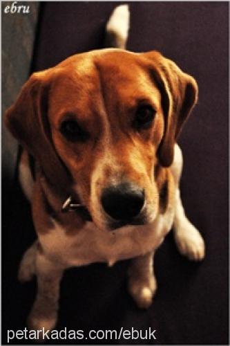 hayta Erkek Beagle