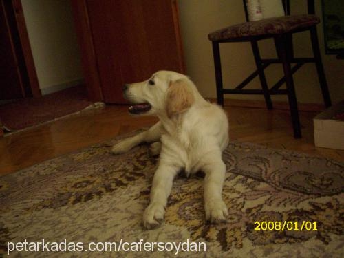 eros Erkek Golden Retriever